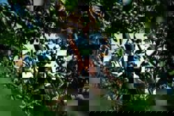 Leaving border camps for orchards, Myanmar refugees join Thai workforce