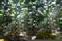 AI boom Is turning Malaysia’s palm oil estates into data centers