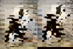 No baby news: Singapore's giant panda Jia Jia not pregnant after natural mating, artificial insemination