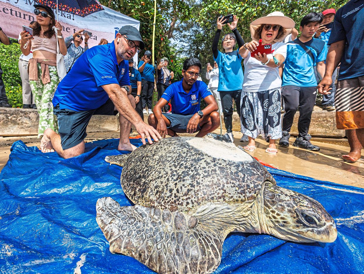 Going home: Mayback (left) and Dhivvian preparing to release Dato at the Gaya Island Resort. — ZULAZHAR SHEBLEE / The Star