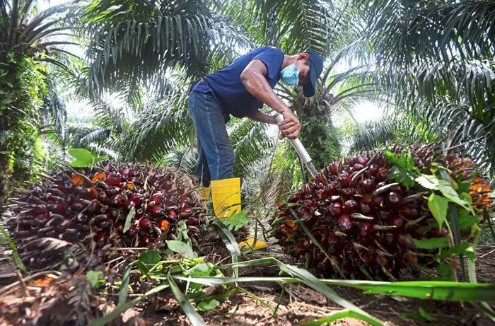 Love triangle between oil palm, rain and El Nino