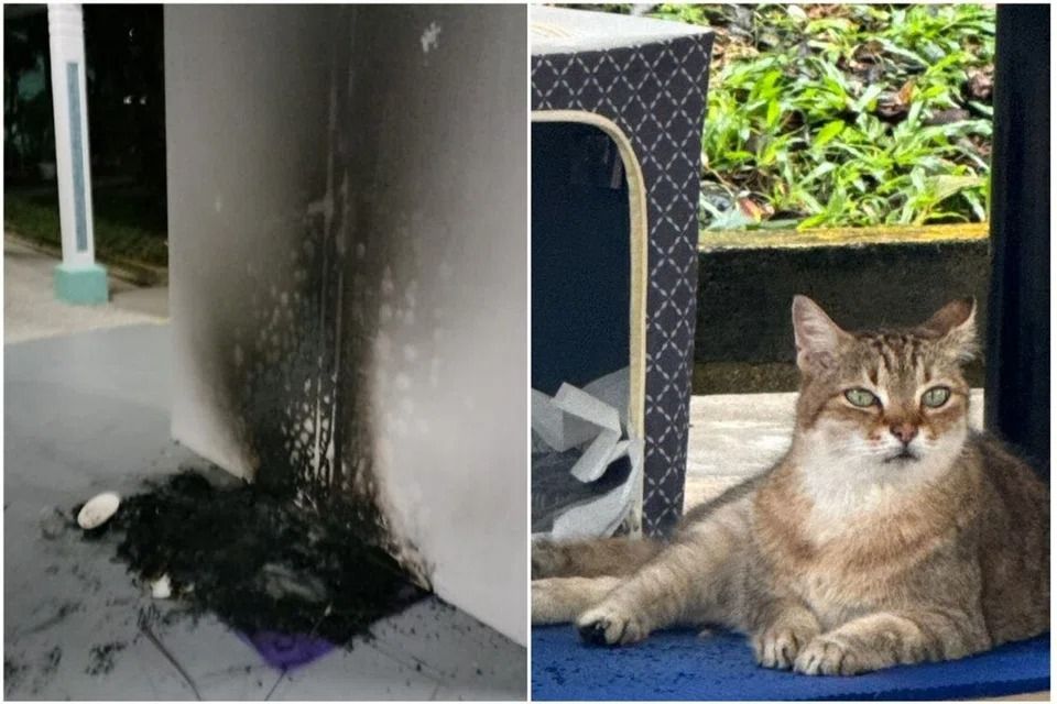 Man, 67, arrested for allegedly setting fire to cat dwellings at ...