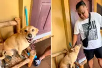 Dog swept away by flood in central Philippine finds way home two weeks later