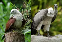 Some birds in Singapore's Mandai Wildlife Reserve to be vaccinated against deadly bird flu in pilot