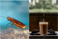 Cockroach-ino anyone? China museum serves roach-infused coffee at 45 yuan a cup