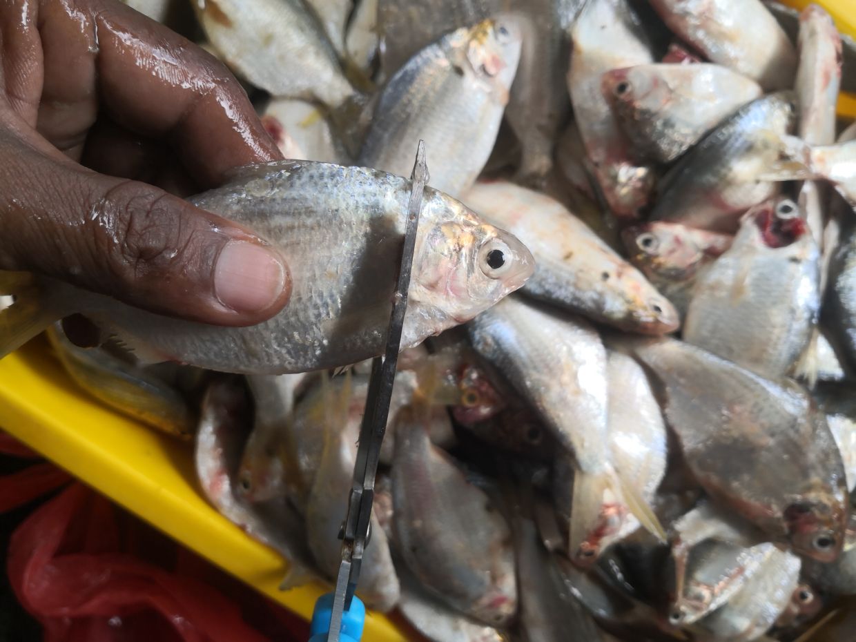 Lekoshow uses some 150kg of ikan kebasi daily. — ALAN TEH LEAM SENG