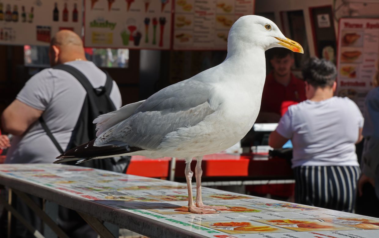 Shouting at seagulls keeps them away from your food, research shows