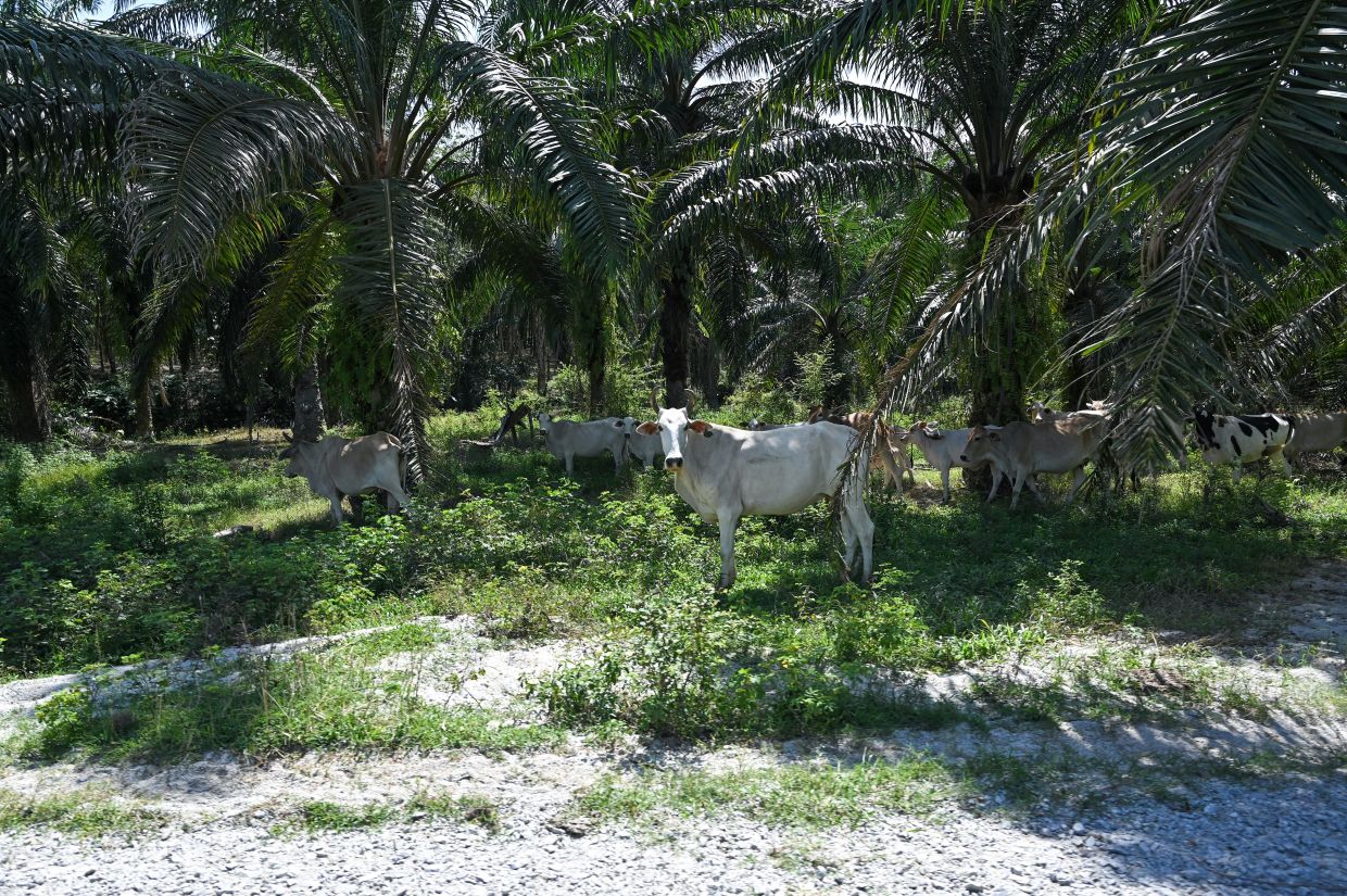 Environment Department records statements over illegal waste linked to 17 cow deaths in Batu Gajah