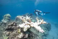 A coral extinction in real time