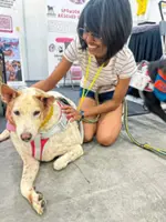 Dog Talk: How to help pets in need while protecting your peace