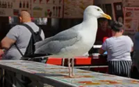 Shouting at seagulls keeps them away from your food, research shows