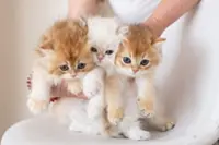 Married couple handed week’s jail, S$52,500 fine each for illegal cat breeding from their Singapore home