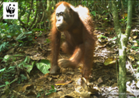 Sarawak sees rise in Orangutan population, conservation efforts pay off
