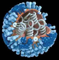 Chasing cures with cells and genes