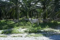 Environment Department records statements over illegal waste linked to 17 cow deaths in Batu Gajah