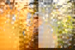 Go for a walk to boost your brain 