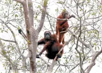 Orang utan numbers rise in Sarawak