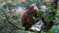 Macaque survives over a year after pig kidney transplant in China