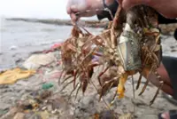 Vietnam’s largest lobster-farming area left devastated after floods