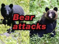 Man's face, arm injured in bear attack at Japanese parking lot