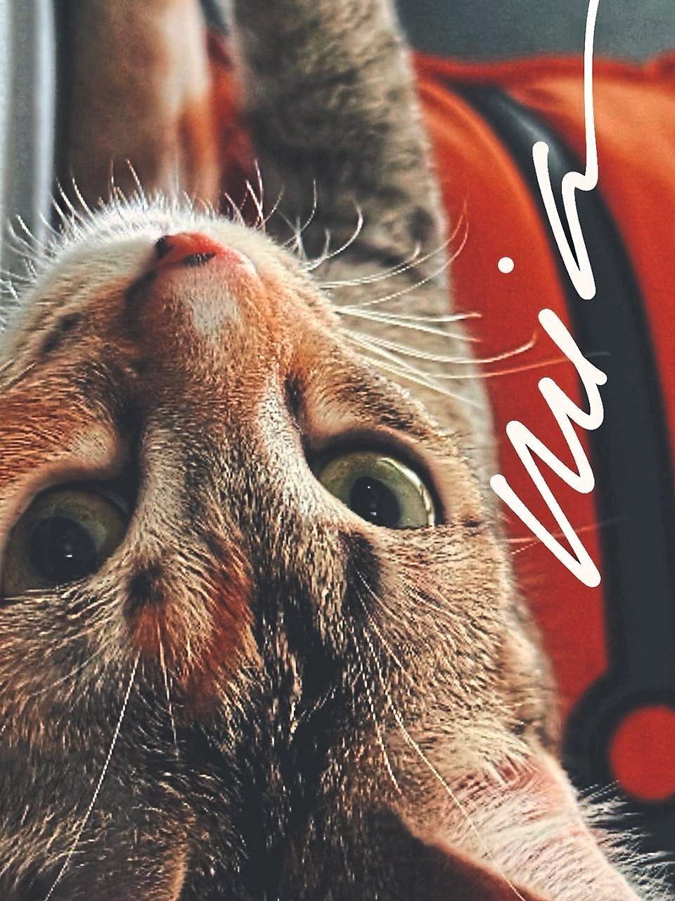 The writer says there’s a profound peace in Mia's presence, a silent companionship that feels like a blessing in itself.