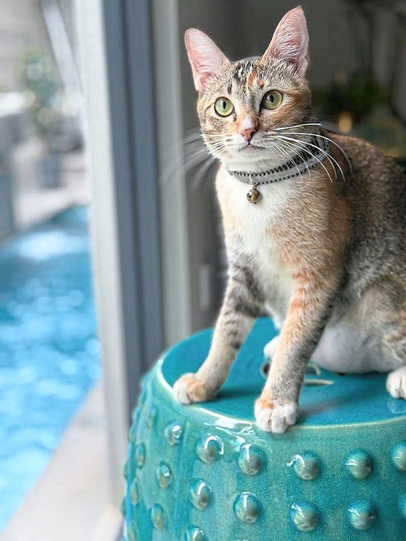 Found in the unlikeliest place, Mia reminds the writer that blessings often arrive softly. — VINOD KAMALANATHAN