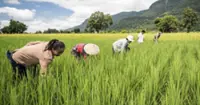 Laos prioritises agriculture to boost economy, community livelihoods