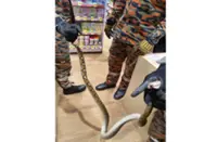 Python bites pharmacy worker at Setia Alam outlet
