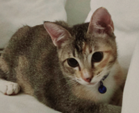 Heart And Soul: The kitten who found us