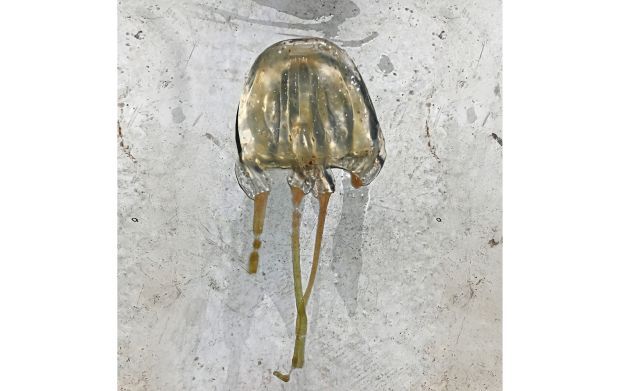 Sorry! Image not available at this time