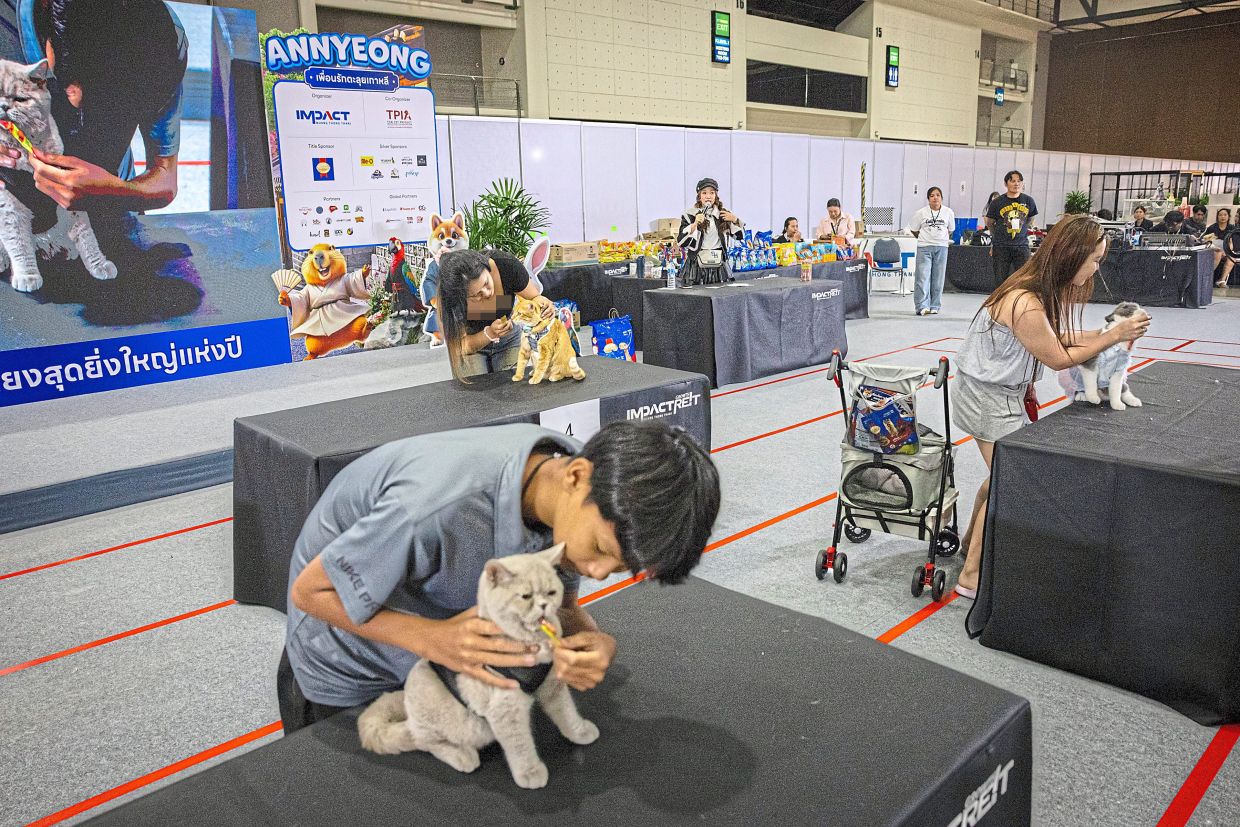 Cats compete in the speed eating competition.