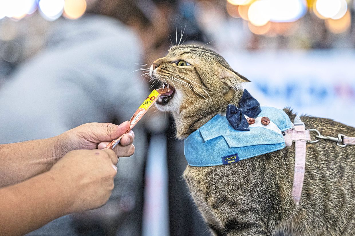'Cat licking': Pet speed eating is an increasingly popular sport in Thailand