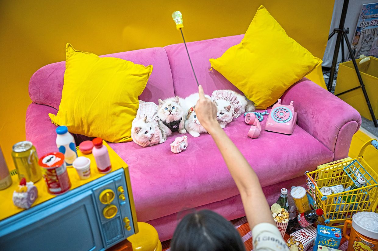 Kittens pose in a photo studio during the exhibition.