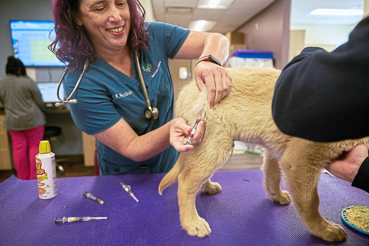 McGuire administers a vaccine to Cousin, a 14-week-old golden retriever, who was plied with cheese before the shot.