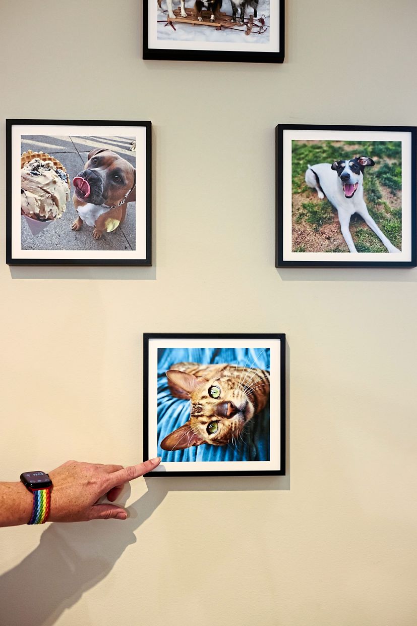 Pet portraits in the waiting room of Wildflower Veterinary Hospital.