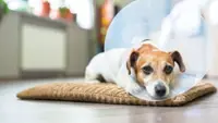 How to help your dog recover after spaying and neutering