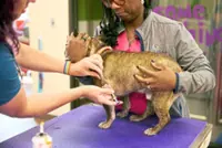 What to know about vaccinating your dog or cat