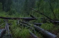 KL Bomba records four landslides, three fallen trees following continuous downpour