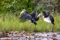 Cambodia's newfound pride - conservation success of the rare greater adjutant stork