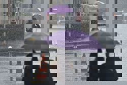 MetMalaysia issues severe weather alert for several states