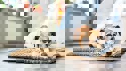 How to help your dog recover after spaying and neutering