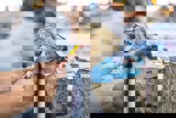 'Cat licking': Pet speed eating is an increasingly popular sport in Thailand