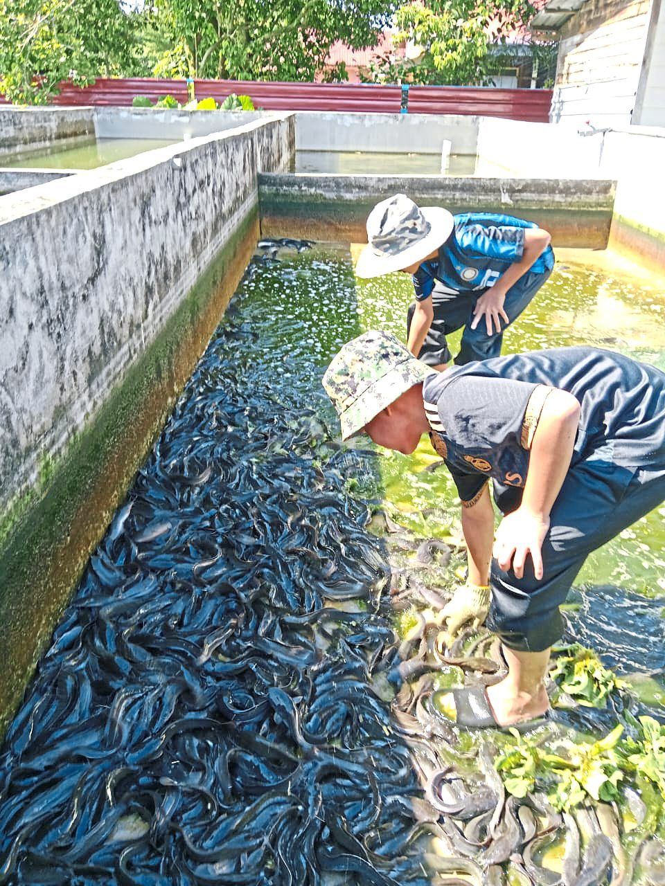 The aquaculture project include catfish and tilapia reared in tanks