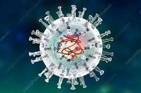 South Korea raises African Swine Fever alert after outbreak at pig farm