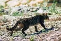 New Zealand to eradicate feral cats as ‘stone-cold killers’ are driving some species to extinction