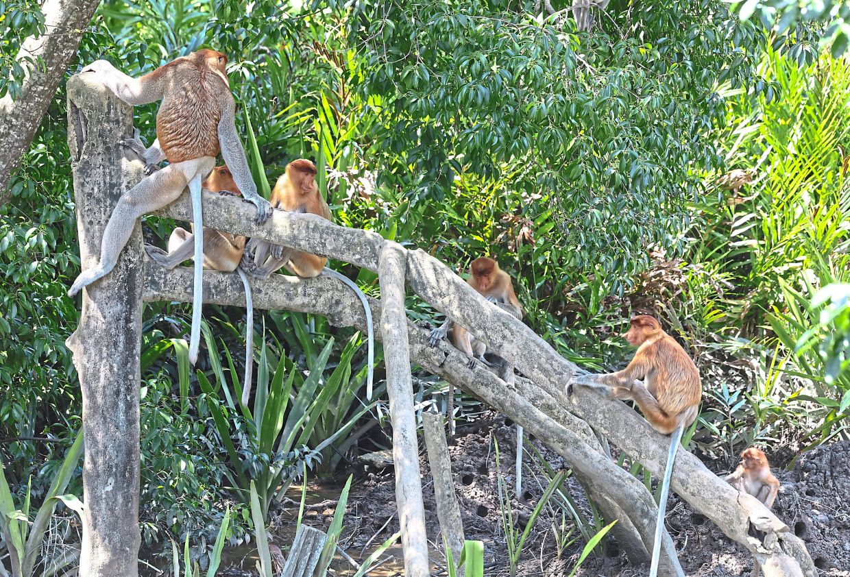Proboscis monkeys at the sanctuary in Sandakan.