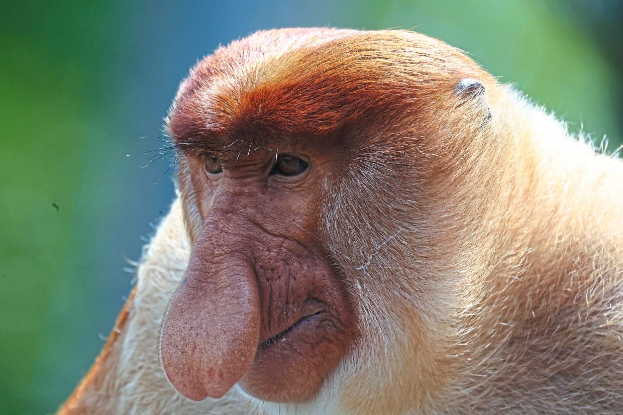A close-up of ‘si bayau’, the unique primate with a large pendulous nose which can be found in Borneo. — Photos: Bernama-- fotoBERNAMA (2025) HAK CIPTA TERPELIHARA