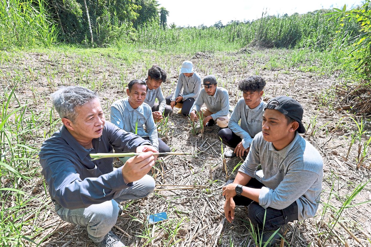 Stewards of wildlife: Yee (left) briefing his team of workers before they begin replanting Napier grass along the banks of the Kinabatangan River. — KAMARUL ARIFFIN/The Star 