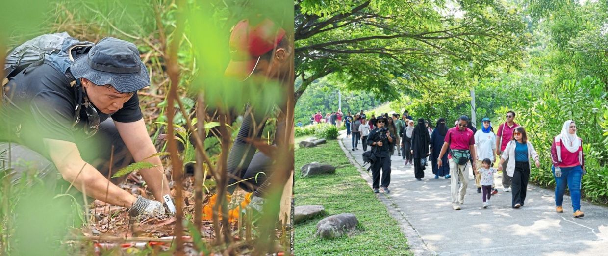 Residents, students and corporate volunteers take part in planting activities, citizen science workshops and biodiversity walks.