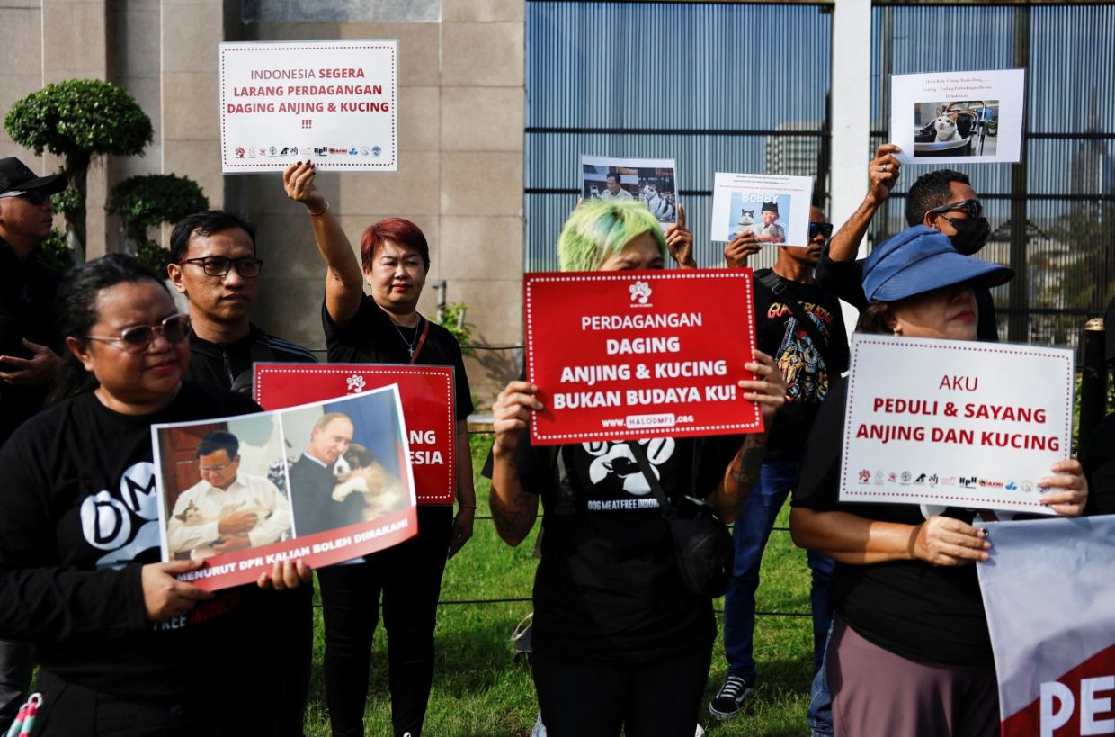 Jakarta bans dog, cat and bat meat to prevent transmission of rabies